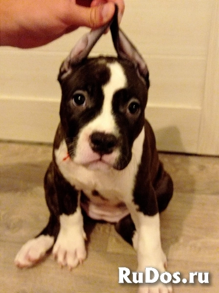 Тигруля красатуля Амстаффтерьера ркф изображение 3