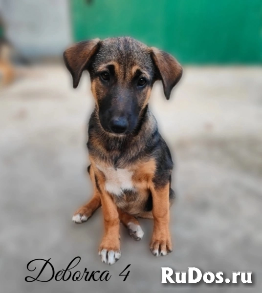 Красивые и умные щенки изображение 3