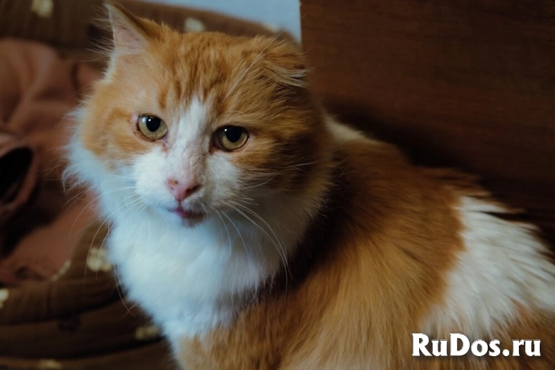 Замечательный кот Рыжик ищет любящий дом! изображение 3