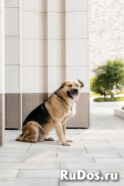 Дынька ждёт своего человека. изображение 7