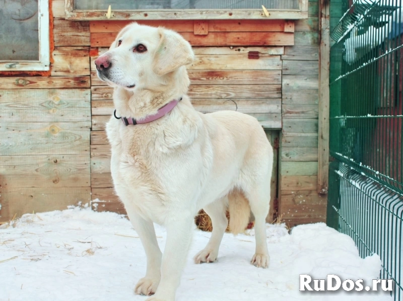 метис лабрадора выбросили на свалку фото