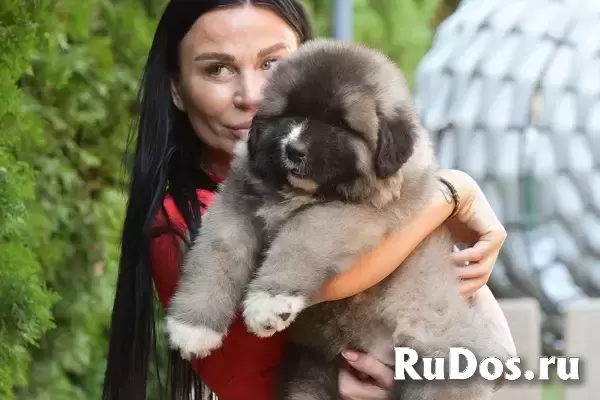 Кавказская овчарка изображение 7