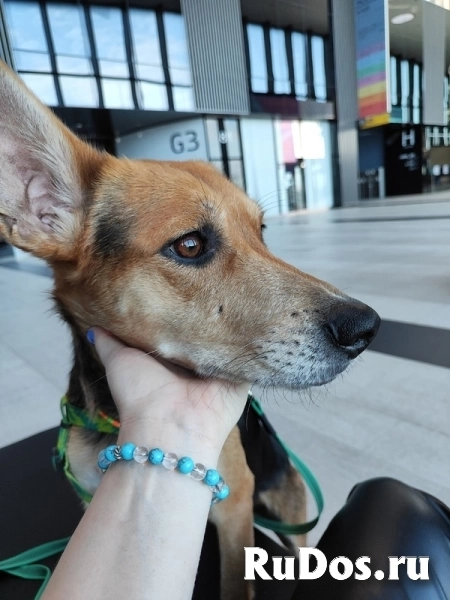 Небольшая собачка Астрид ищет дом. изображение 5