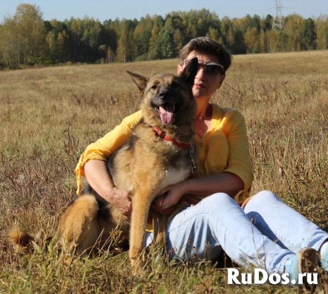 овчарка попала в приют фотка