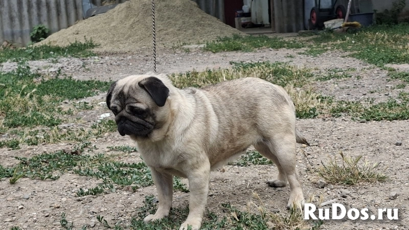 Мопсик изображение 3