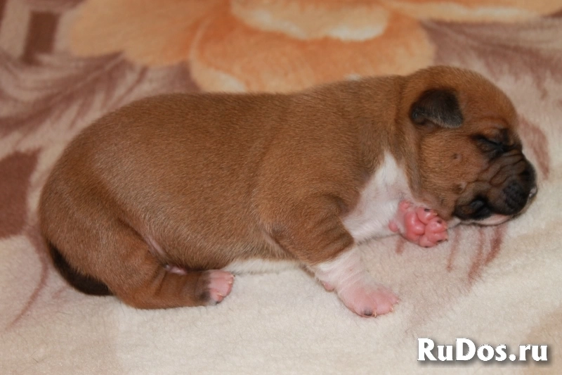 Малыши Амстаффтерьера бронь изображение 11