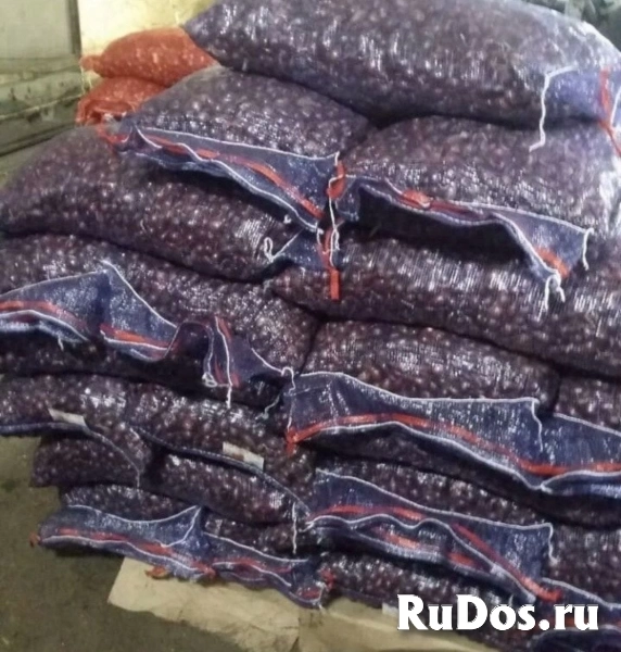Продам лук севок собственного производства. изображение 4