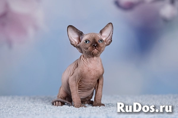 Питомник Эльфов, бамбино, Двэльфов, канадских сфинксов "Скорпион" изображение 3
