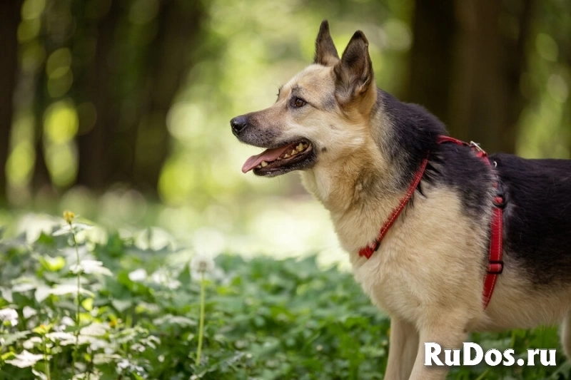 Пеппи ищет дом. И ждёт его всей душой. изображение 5
