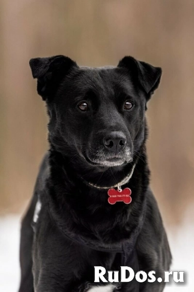 Добрый Дрэйк пёс в добрые руки. изображение 10