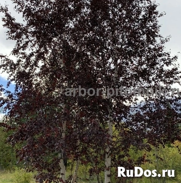 , купить растения изображение 10