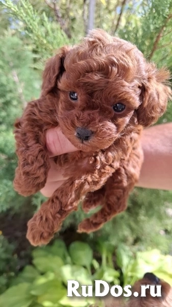 Красный той-пудель изображение 6