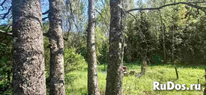 Добротный крепкий дом в лесу на хуторе фотка