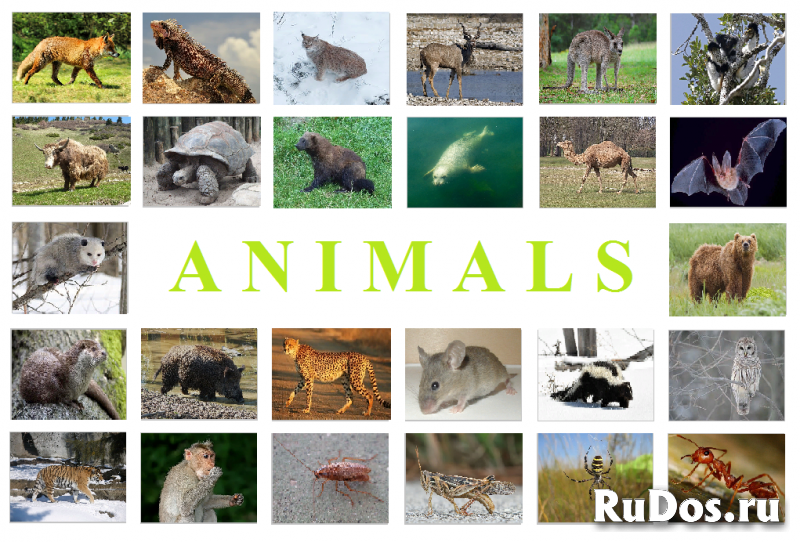 Игра "животные". Game "Animals" EN, RU и др. языки фото