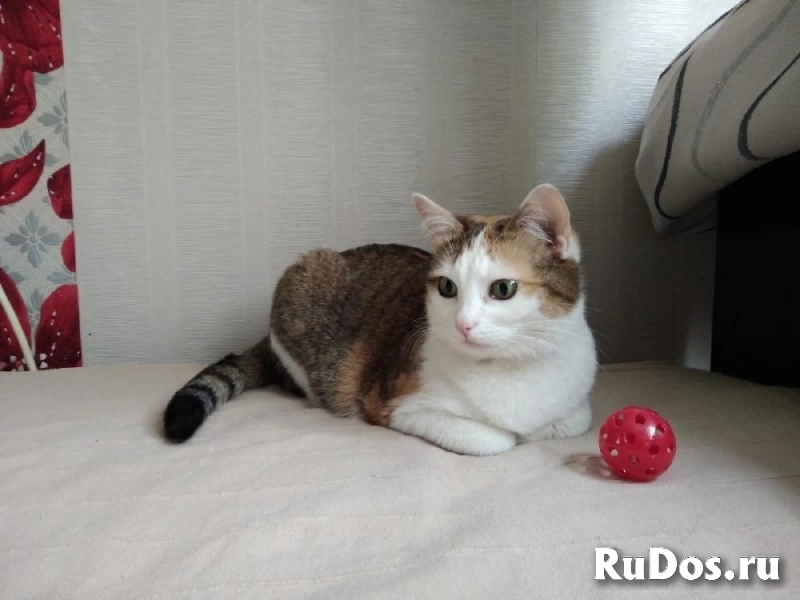 В Добрые руки ! Кошка - пухляшка! изображение 3