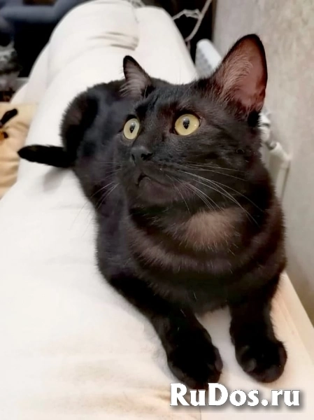 котик Сема остался без хозяина изображение 3