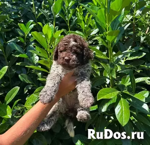 Щенки лагото романьоло изображение 4