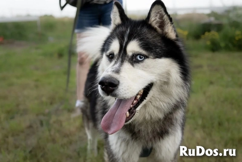 Харизматичный хаски по имени Борис ищет своего человека! фотка