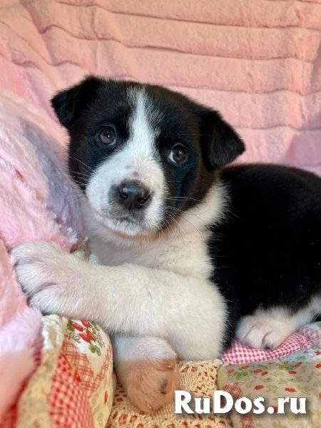 Милая малышка Мая в самые добрые руки! изображение 5