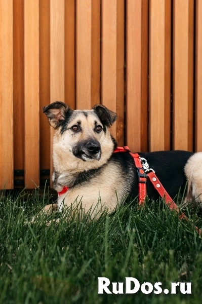 Дэнди ждёт своего человека. Москва, МО изображение 5