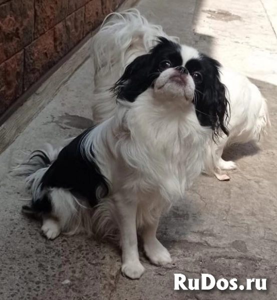 Королевские хины фото