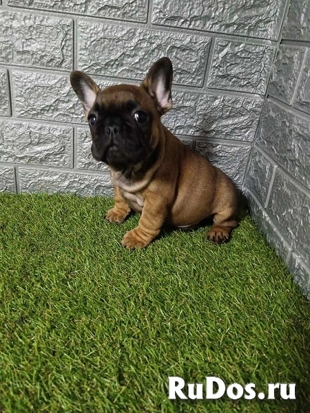 Французский бульдог изображение 6