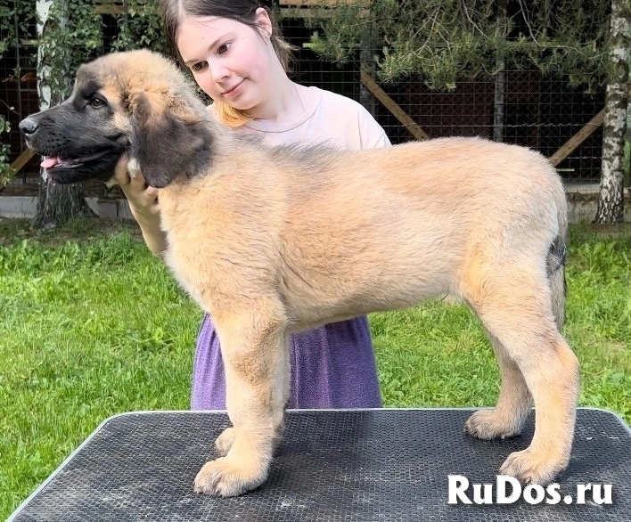 Щенки Леонбергера от титулованной пары изображение 5