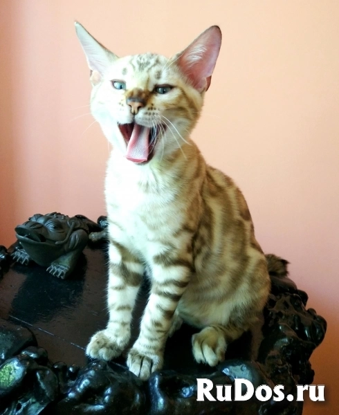 Шикарные шоу класса бенгальские котята недорого изображение 9