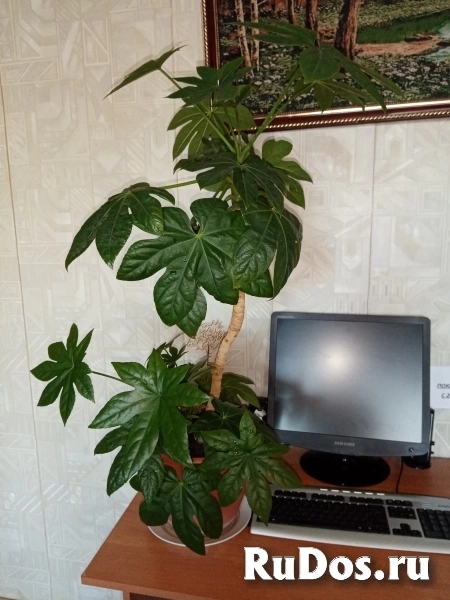 Продам Фатсия японская ( Аралия японская) фото