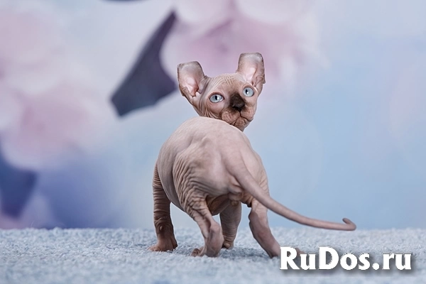 Питомник Эльфов, бамбино, Двэльфов, канадских сфинксов "Скорпион" изображение 11