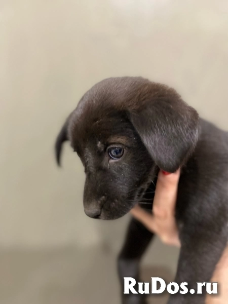 Ищем добрые ручки славной малышке изображение 5