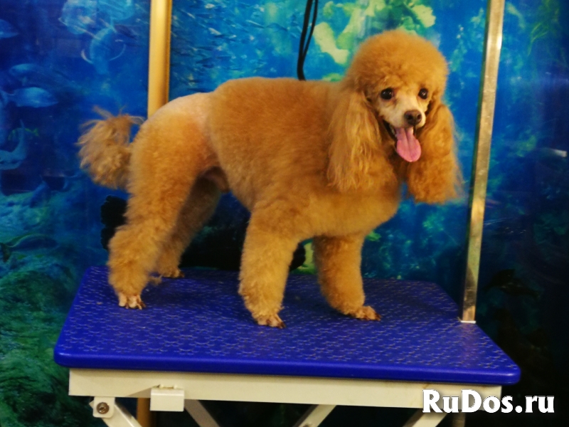 Стрижка собак, котов и кошек изображение 3