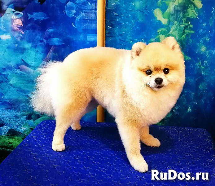 Стрижка собак, котов и кошек фотка