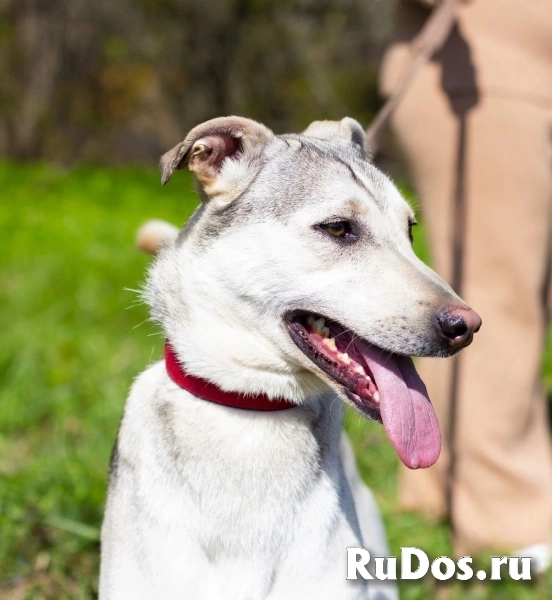 Северная красавица Луна в добрые руки изображение 7