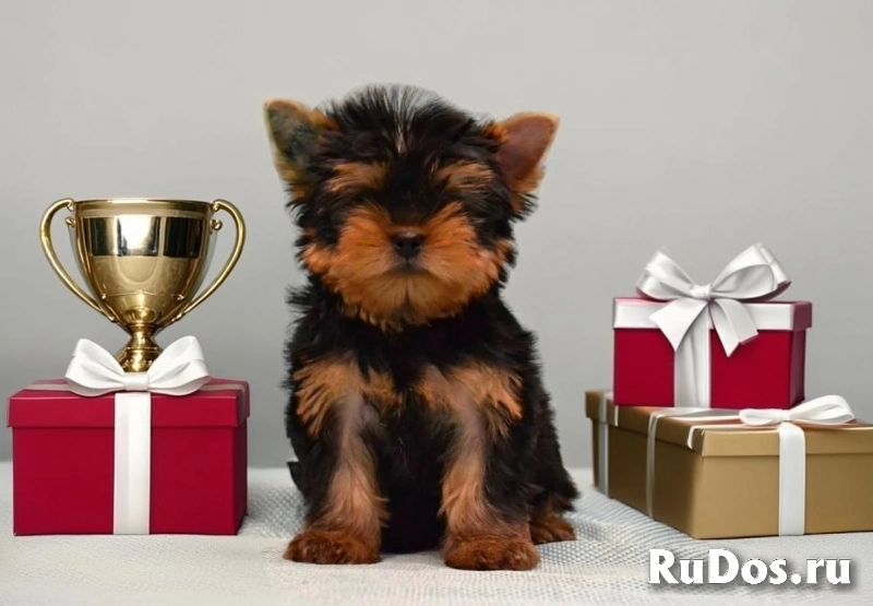 Щенки йоркширского терьера лучший подарок! изображение 4
