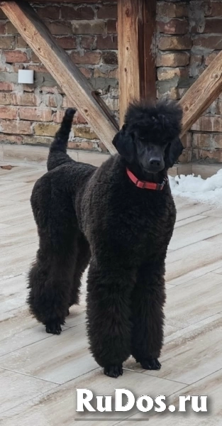 Лучший помет крупных пуделей изображение 3