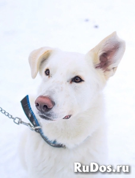 Красивая дрессированная собачка фотка