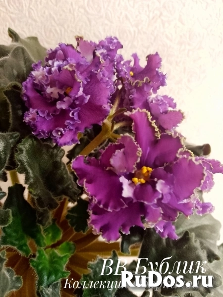 , купить растения изображение 3