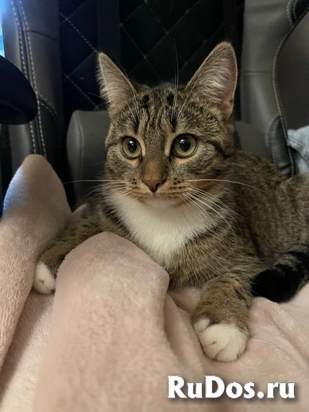 Очаровательная 7 мес кошечка Ласка ищет семью! изображение 6