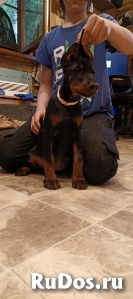 Продаются отличные щенки добермана изображение 6