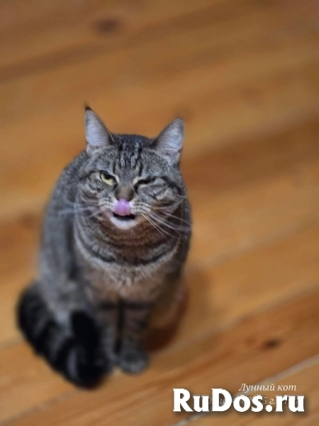 Кошечка Ария изображение 3