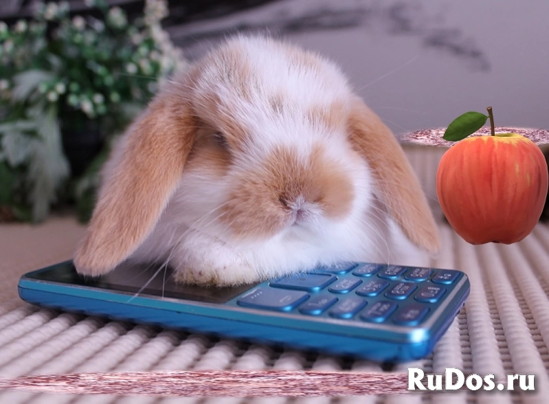 Карликовые вислоухие крольчата изображение 7