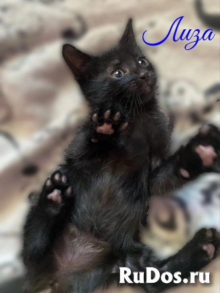 Воспитанные котята изображение 8