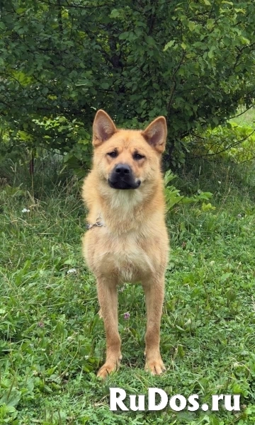 Рич - метис акиты и овчарки ищет дом! изображение 3