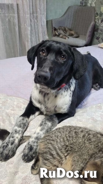 Красавица Фортуна ищет дом! изображение 4