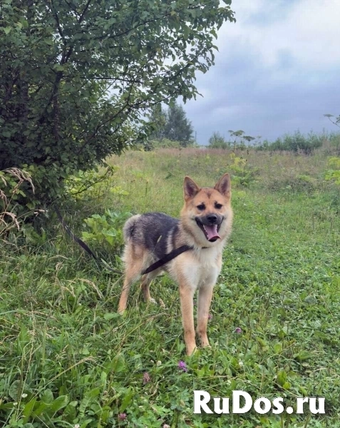 Нежная, дружелюбная Айна в добрые руки! фотка