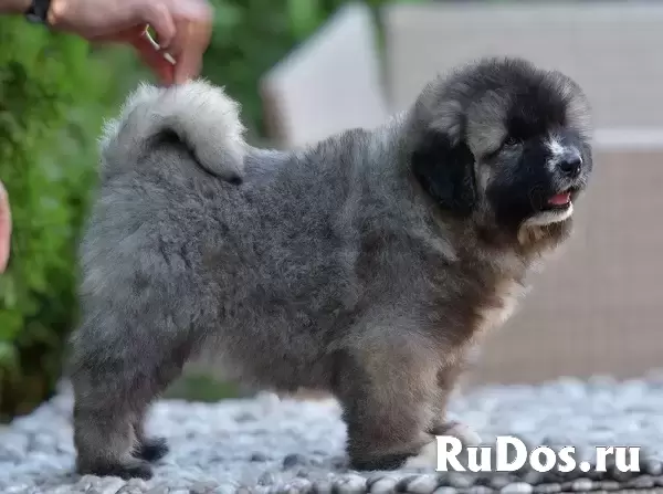 Кавказская овчарка изображение 6