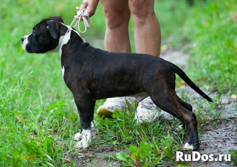 Шикарные щенки Амстаффа ркф изображение 8
