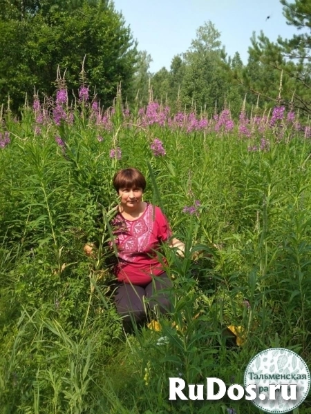 Иван-чай из Алтайского края изображение 12