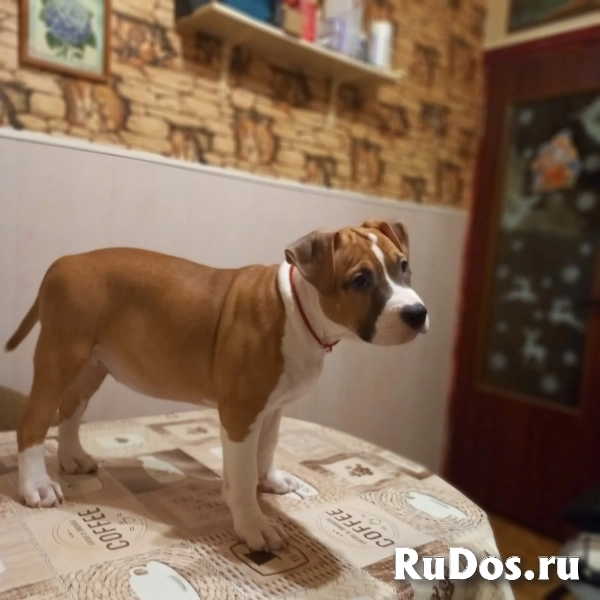 Красивые рыжие щенки Амстаффтерьера ркф фотка